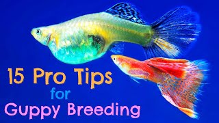 Guppy Fish Breeding: 15 Pro Tips You Need to Know!