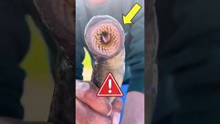 The Real Life Vampire: Sea Lamprey