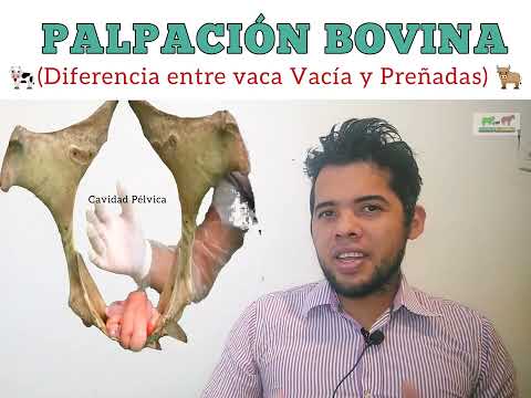 , title : 'Palpación Bovina'