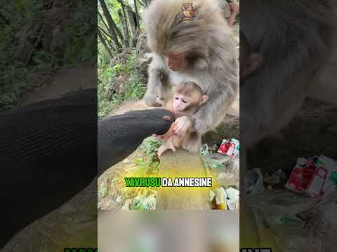 Bu MAYMUN Adamın Elini Temizledi! 🐒😳❤️