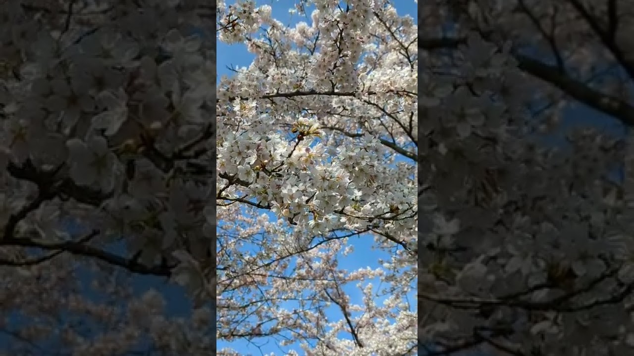 YouTube Short thumbnail