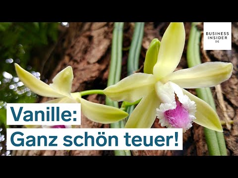 Wertvoller als Silber: Echte Vanille | Ganz schön teuer!