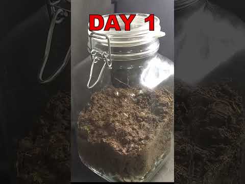 Ecosystem Growing in a Jar