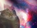 Cat Transcendence- limitless