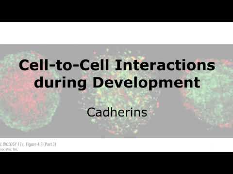 Cell-to-Cell Interactions during Development: Cadherins