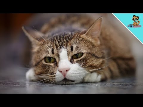 THESE 5 Everyday Things Hurt Your Cat Emotionally!