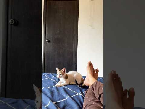 #pets #workfromhome #my #petcat 🐾🐈 Work from home? 🏡 More like cat from home!! #comment #catlover