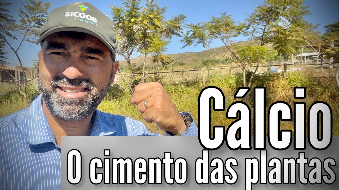 FUNÇÕES DO CÁLCIO NAS PLANTAS | PRINCIPAIS FONTES DE CÁLCIO | COMPARAÇÕES PARA MELHOR ENTENDIMENTO.