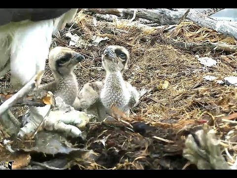 Hellgate osprey MT  6 11 18  212pm Louis feed Iris she feeds babies no movement of #3