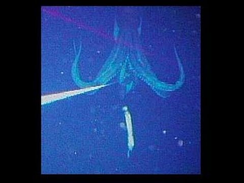 CRIATURA ESTRANHA NO ABISMO DO OCEANO / Alien in the abysm of the ocean