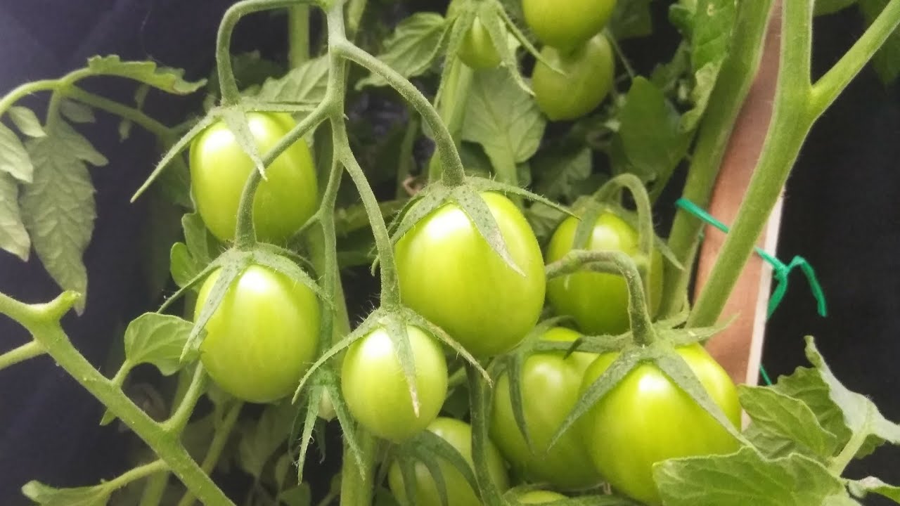 Watch Rápida producción en 15 días con este fertilizante organico Now Rápida producción en 15 días con este fertilizante organico