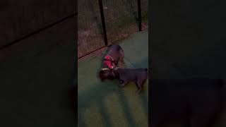 Video preview image #1 Mutt Puppy For Sale in East Derry, NH, USA