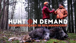 Traum Drückjagd im Reilmannforst 🐗 mit @jagdkrone