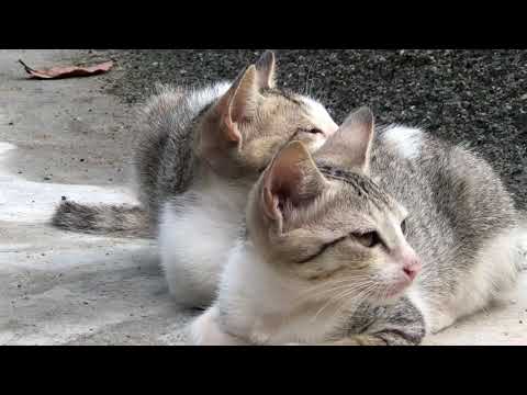 Cat funny love romance scenes