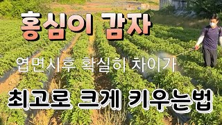 감자 최고로  크게  키우는법 홍심이 감자  염면시비 천연미네랄 잘자람 효과