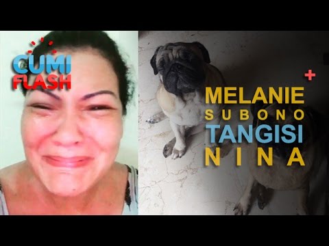 Anjing Kesayangan Mati, Melanie Subono Menangis Histeris - CumiFlash 13 April 2017