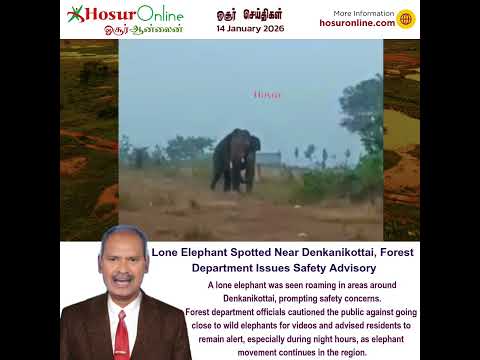 Lone Elephant Roams Near Denkanikottai; Forest Department Advises Public Caution