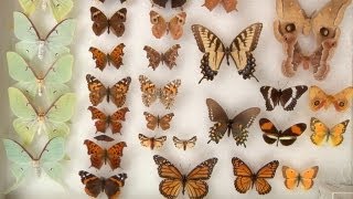 Moths vs Butterflies