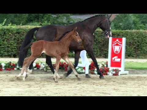 102 Sehenswert Hengst v. Sir Heinrich - Ehrentusch