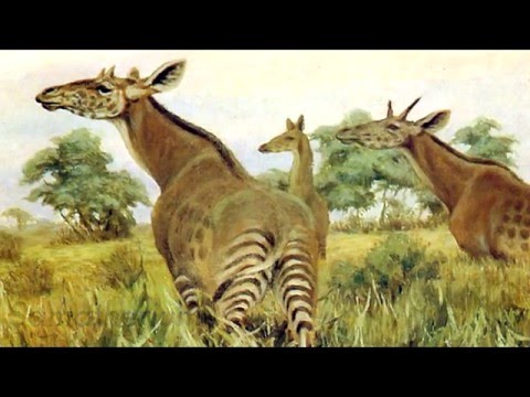 How did the Giraffe Evolve?