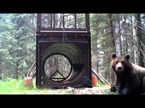 ORSO DELLE ALPI CARNICHE, ECCO IL FILMATO