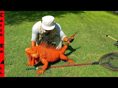 We FOUND the RECORD ORANGE IGUANA that's SMARTER than a DOG!