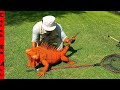 We FOUND The RECORD ORANGE IGUANA That S SMARTER Than A DOG