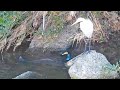 Great Cormorant Eats The Whole Fish Instantly
