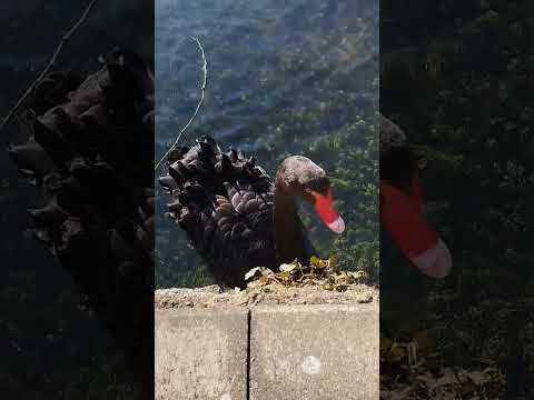 #nature #лебедь #птицы #озеро #лебеди