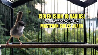 Download lagu CIBLEK SEMI GACOR ISIAN MEWAH COCOK UNTUK PANCINGAN CIBLEK KRISTAL BAHAN mp3