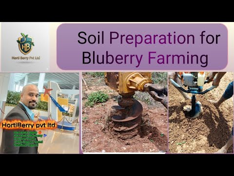 Bharat Berries video 4