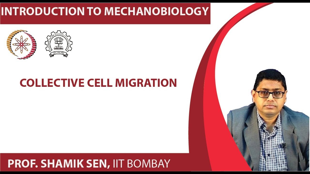 Collective Cell Migration