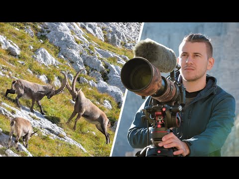 ALPINE IBEX fighting on 2000m | Wildlife Photography