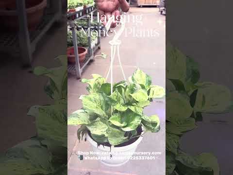 Which Hanging Money Plant Is Your Favourite?