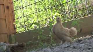 Always Look On The Bright Side Of Life performed by Bruce Cockburn