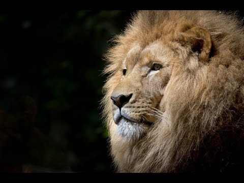 One planet seven worlds | unique life (ft sia and Hans zimmer) | MOTHER EARTH