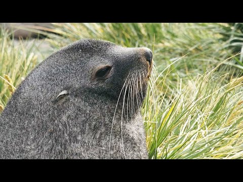 Why Are There Too Many Fur Seals in South Georgia? | BBC Earth