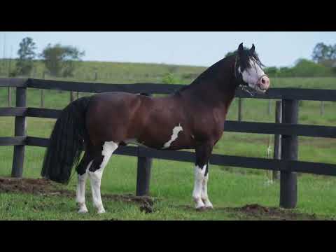 Peñarol do Enlevo,  por Xeque-Mate da Boa Vista e Herança do Enlevo 