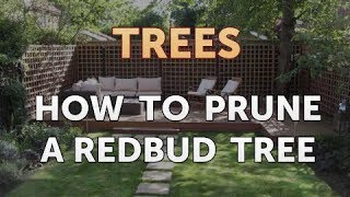 How to Prune a Redbud Tree