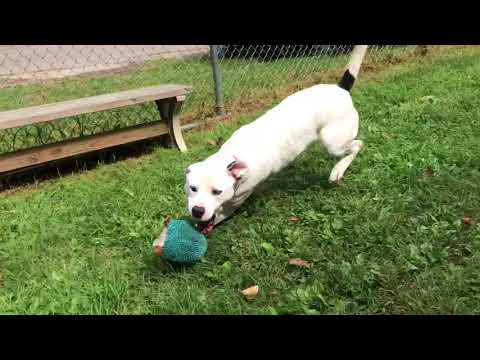 Ben, an adopted Pit Bull Terrier & Husky Mix in Kittanning, PA_image-1