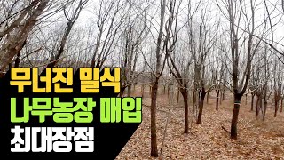 무너진 밀식 나무농장 매입 최대장점 | 나무대장