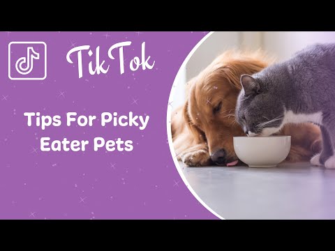 Tips For Picky Eater Pets