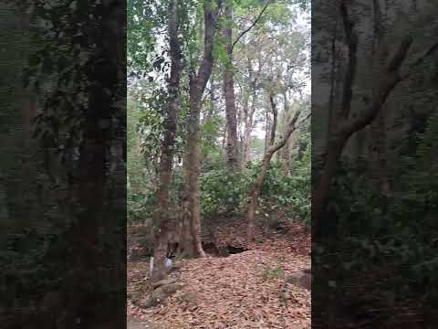 Nature Beauty | #Attapadi #Thudukki forest #Bavani Range