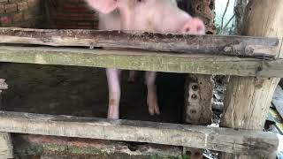 #pig #farmanimalct #funnyanimal #piggy #pigfeed #funnyfarmanimal #funnypig #animals #amazingpig