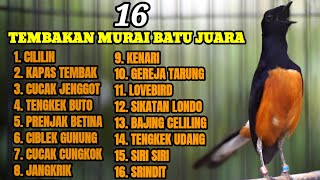 Download lagu MURAI BATU GACOR AMPUH BUAT PANCINGAN DAN MASTERAN AGAR BONGKAR ISIAN mp3