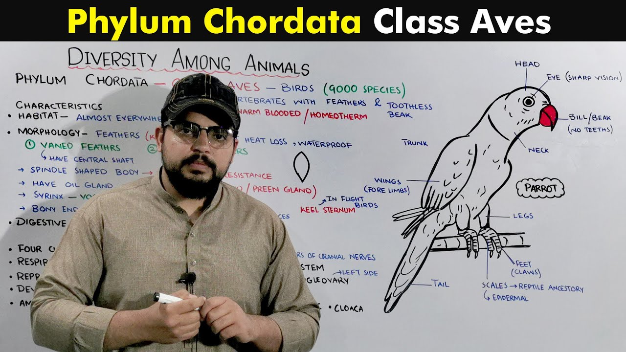Class Aves (Phylum Chordata of kingdom Animalia)