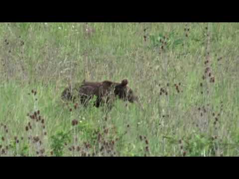 Ursuletul de la Mura Mica ( Jud. Mures )