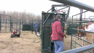 preview picture of video 'Hi-Hog Hydraulic Cattle Squeeze Chute'