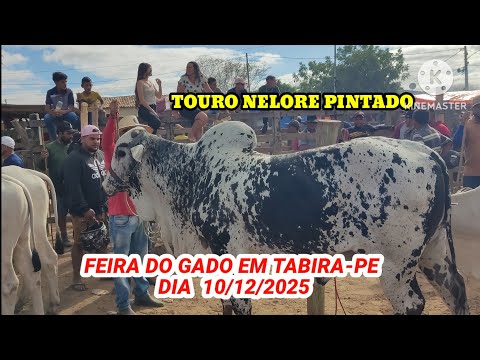 Feira do Gado de Tabira-PE / Juntas de Bezerros e Boi de carro dia 10/12/25 