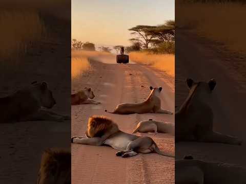 I've never seen lions THIS terrified before... 😱🛢️ 사자들이 이렇게 혼비백산하는 건 처음 봐요...